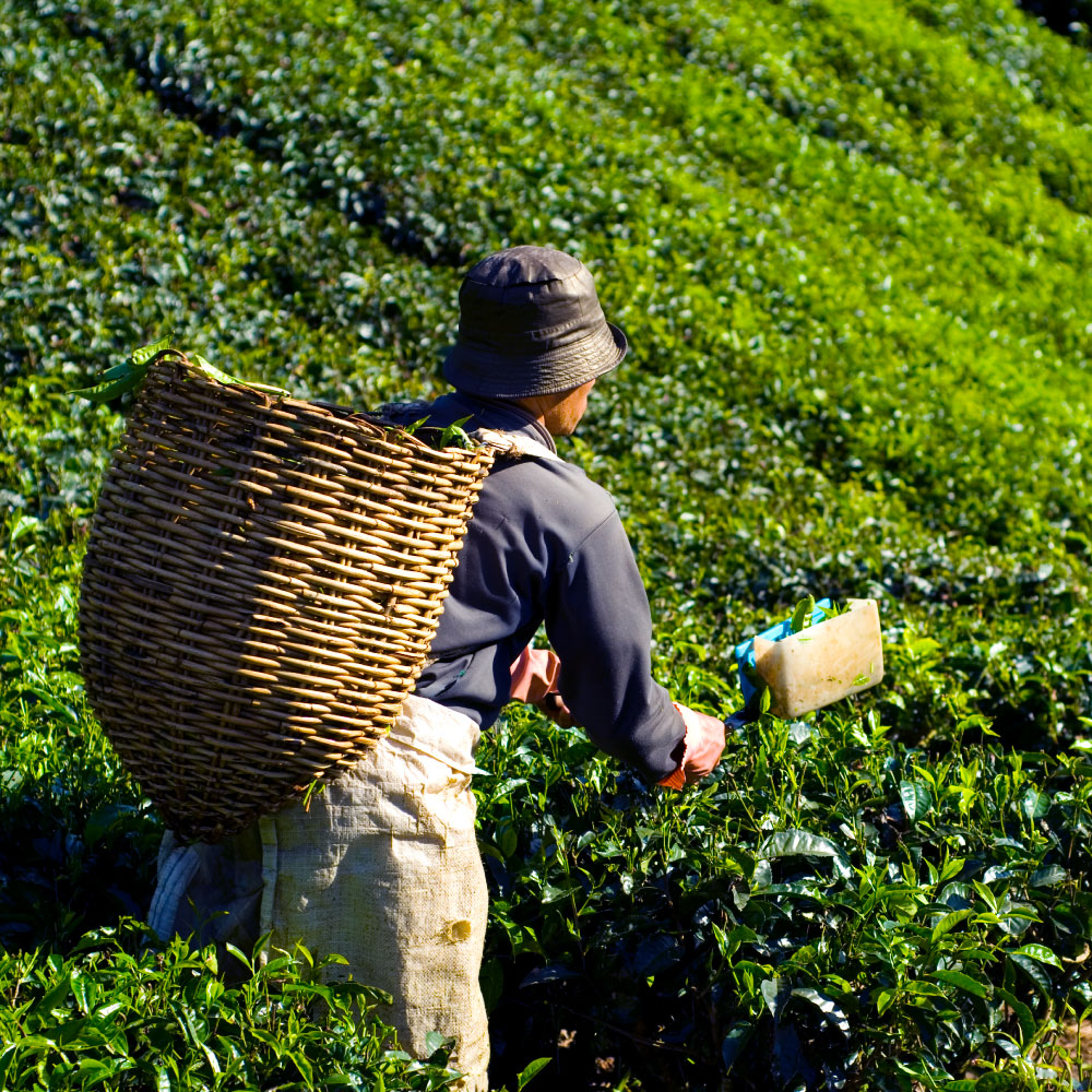 tea harvest