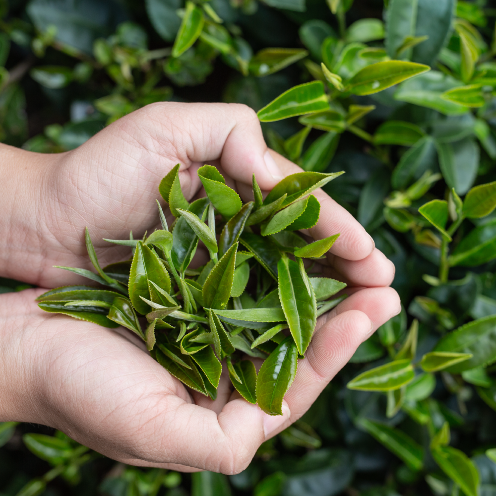 tea picker woman s asian hands close up pretty tea picking girl plantation